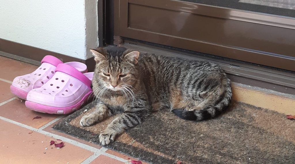 Haustiere in der Mietwohnung: Katze Plüschi liegt entspannt vor der Tür